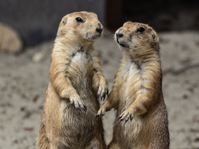Black-tailed prairie dog - De Zonnegloed - Animal park - Animal refuge centre 